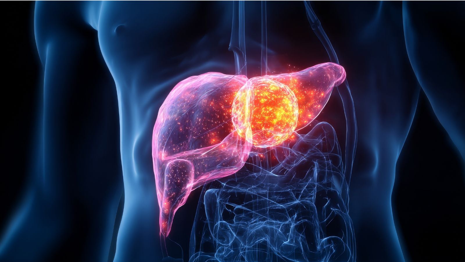 stock image of a pancreas 