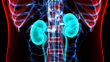 kidneys